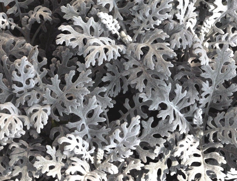 листья с серебряным узором. Silver leaves перевод. сильвер леаф. бегония silver limbo. лунария лунник.