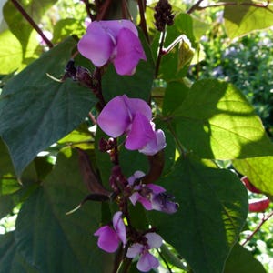 May include: Purple flowers blooming on a green vine with large leaves. The flowers are a vibrant shade of purple and have a delicate, ruffled appearance.