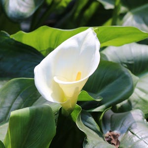 CALLA LILY Arum Lily Zantedeschia Aethiopica Florist Cala White