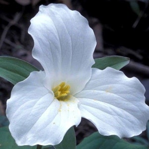 LARGE FLOWERED TRILLIUM White Grandiflorum Wake Robin White Native Wildflower Ontario, 5 Seeds