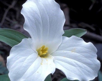 LARGE FLOWERED TRILLIUM White Grandiflorum Wake Robin White Native Wildflower Ontario, 5 Seeds