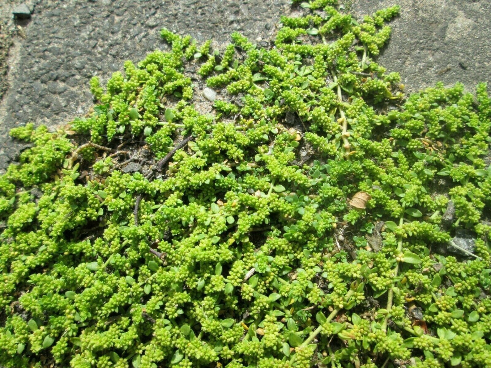 GREEN CARPET Rupturewort Herniaria Glabra Ground Cover 20 Etsy