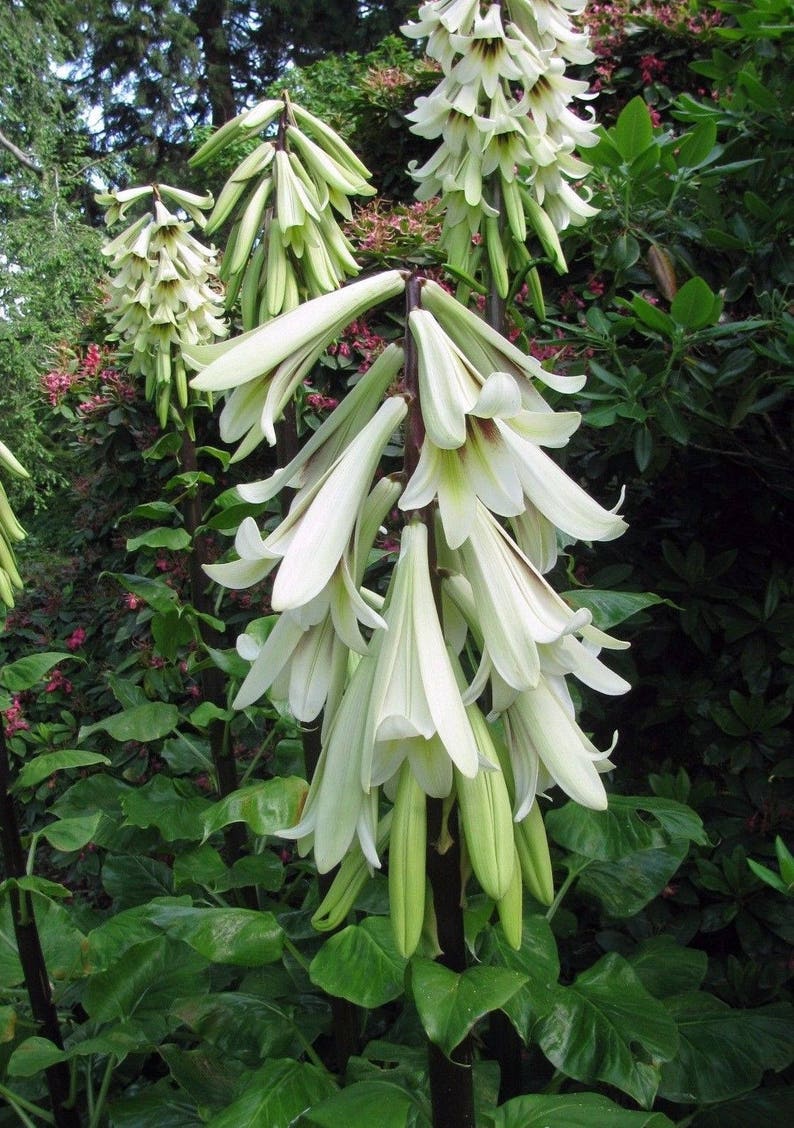 GIANT HIMALAYAN LILY Cardiocrinum Giganteum Yunnan Forms Bulb, Hardy Perennial, 10 Seeds image 3