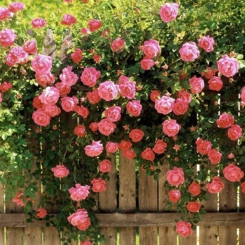 PINK CLIMBING ROSE Rosa Bush Hardy Zones 39 Scarlet Double Etsy