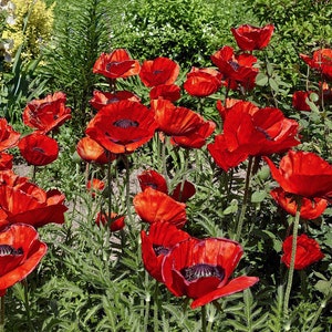 RED ORIENTAL POPPY Beauty Of Livermere Oriental Persian Iranian Papaver orientale bracteatum, 20 Seeds image 3