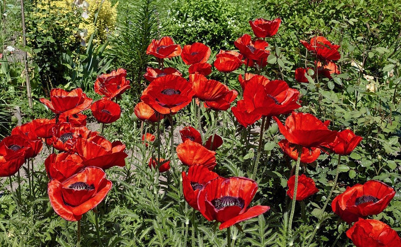 RED ORIENTAL POPPY Beauty Of Livermere Oriental Persian Iranian Papaver orientale bracteatum, 20 Seeds image 3