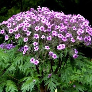 Pink GERANIUM Maderense MADEIRA CRANESBILL Herb Robert Many Blooms 5 Seeds image 1