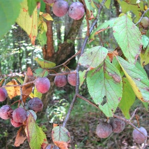 May include: A close-up of a branch of a tree with small, round, purple fruits. The fruits are clustered together on the branch, and some are partially obscured by leaves. The leaves are green and have a slightly yellowed appearance.