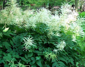 DWARF GOATSBEARD Korean Aruncus Small Miniature Hardy Perennial Goat's Beard 10 Seeds