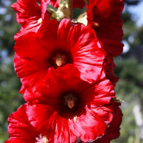 RED HOLLYHOCK Alcea Rosea Hardy Perennial, 10 Rare Seeds