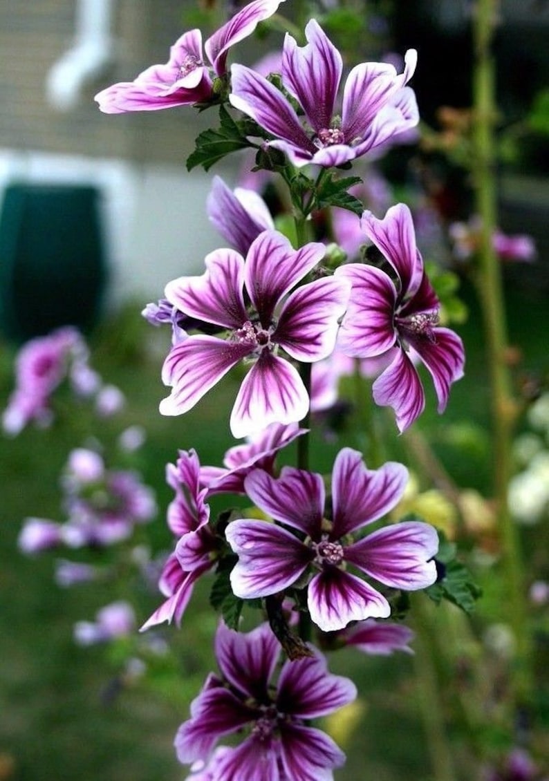 ZEBRINA HOLLYHOCK Malva Sylvestris Striped Stripes Red Purple White Pink 20 Seeds image 3