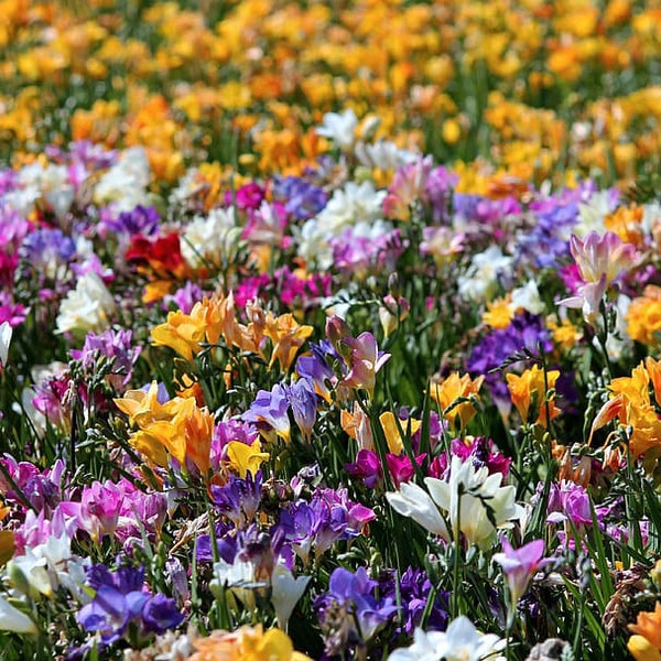 FREESIA SCENTED MIX Very Fragrant! 10 Rare Seeds