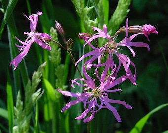 RAGGED-ROBIN Lychnis flos-cuculi Perennial 100 Seeds