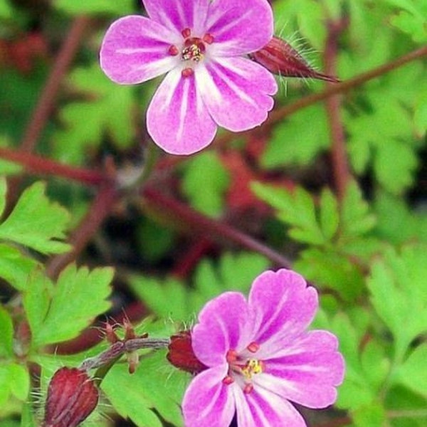 HARDY GERANIUM ROBERTIANUM Pink Wildflower Wild Native Ground Cover Groundcover 10 Rare Seeds