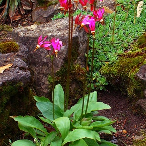 RED SHOOTING STAR Dodecatheon Meadia Perennial, 5 Rare Seeds image 2