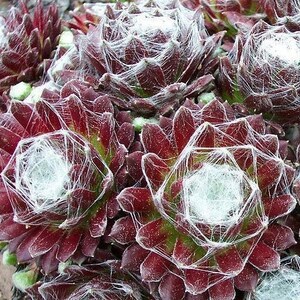 TENUES D'ARAIGNÉES POULES ET POUSSIN Sempervivum Arachnoideum Evergreen Succulent 10 graines image 1