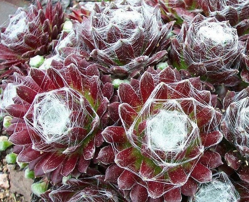 TENUES D'ARAIGNÉES POULES ET POUSSIN Sempervivum Arachnoideum Evergreen Succulent 10 graines image 1