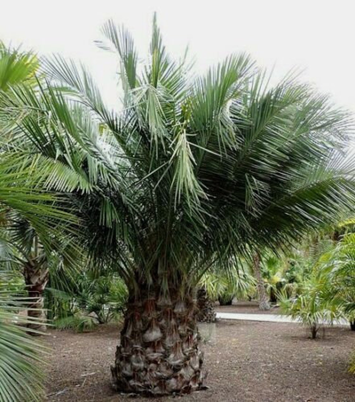 Very Hardy Chilean WINE PALM Jubea Chilensis Cold Hardiness - Etsy 
