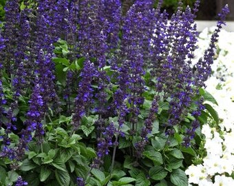 Big Blue Salvia Long Blooming Longispicata Farinaceal 3 Rare Etsy 日本