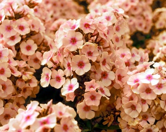 CHERRY CARAMEL PHLOX Drummondii 20 Seeds