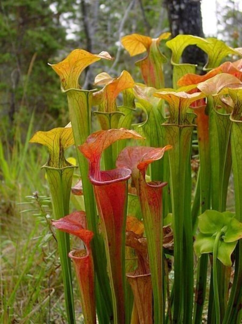 GREEN PITCHER PLANT Sarracenia Oreophila Zones 610 Hardy Etsy
