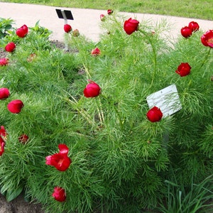 FERN-LEAF PEONY Huge Flowers Paeonia Tenuifolia Hardy Shrub Seeds image 4