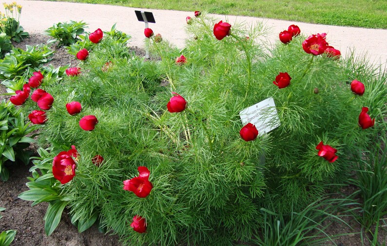 FERN-LEAF PEONY Huge Flowers Paeonia Tenuifolia Hardy Shrub Seeds image 4