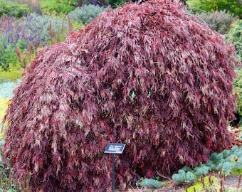 WEEPING RED CUTLEAF Japanese Maple 'Inabe Shidare' Acer Palmatum var dissectum, 5 Seeds
