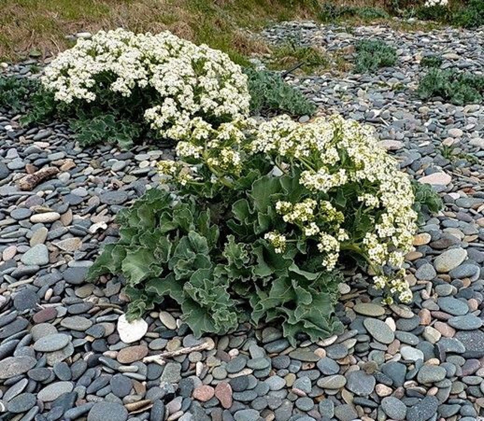 SEA KALE Crambe Maritima