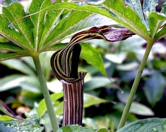 JACK In THE PULPIT Arisaema Consanguineum Himilayan Cobra Lily Perennial 5 Rare Seeds