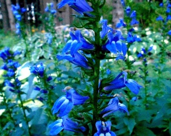 Tall GREAT BLUE LOBELIA Cardinalis Siphilitica Perennial, 30 Seeds