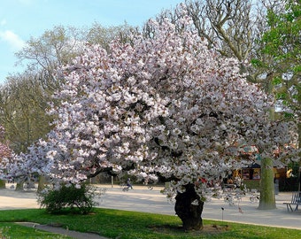 WEEPING HIGAN CHERRY, Prunus subhirtella var pendula(Canada only), 5 seeds