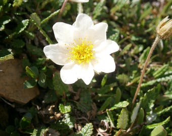 MOUNTAIN AVENS Dryas octopetala Perennial, 20 Seeds