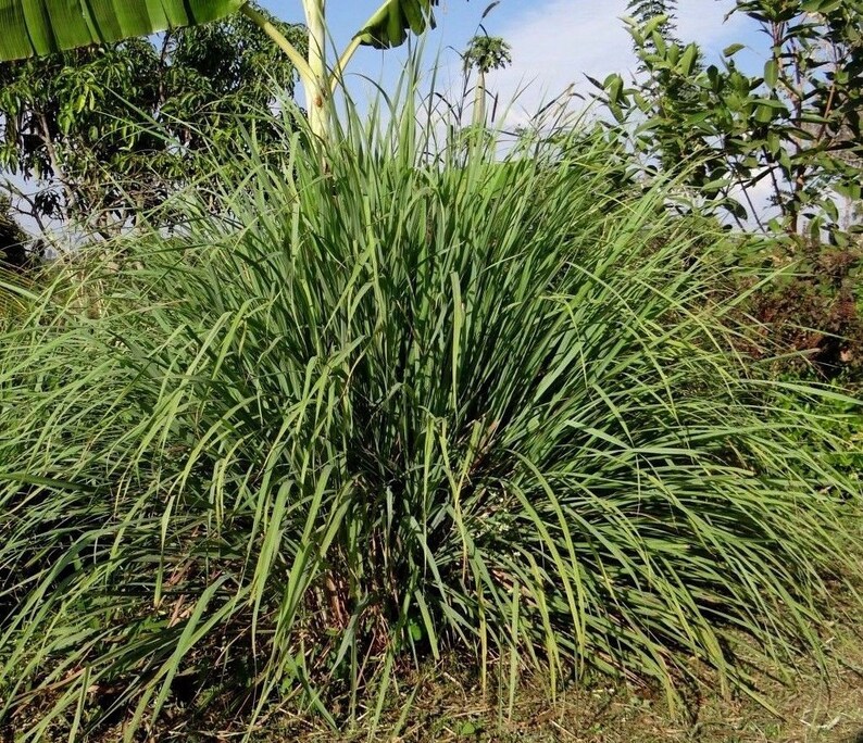 CITRONELLA GRASS Fragrant Lemon Scented Cymbopogon Winterianus Etsy
