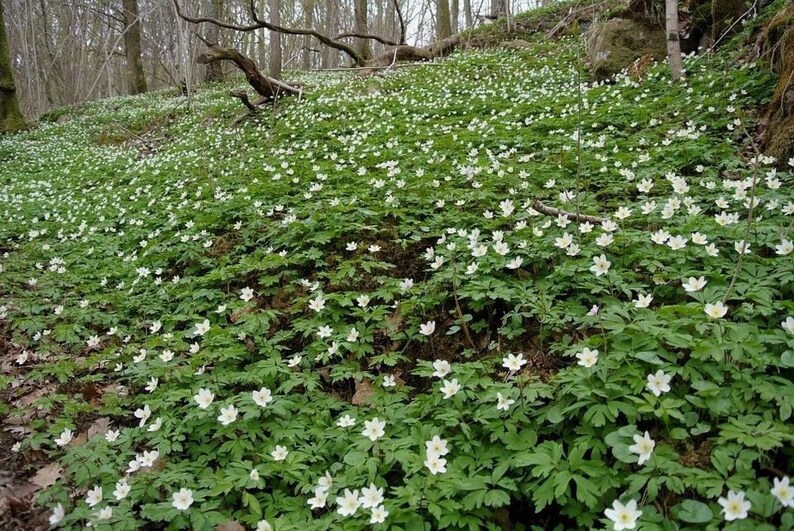 WOOD ANEMONE CANADA Canadensis Canadian Wildflower Wild Etsy