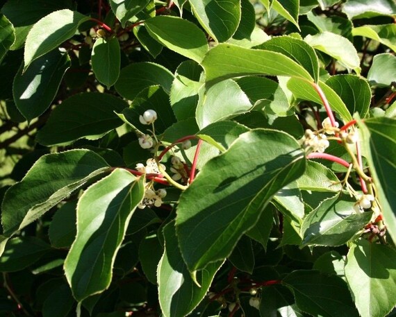 Asklepios-seeds 10 seeds Rare Annona edulis seeds hard to find rare edible exotic fruit