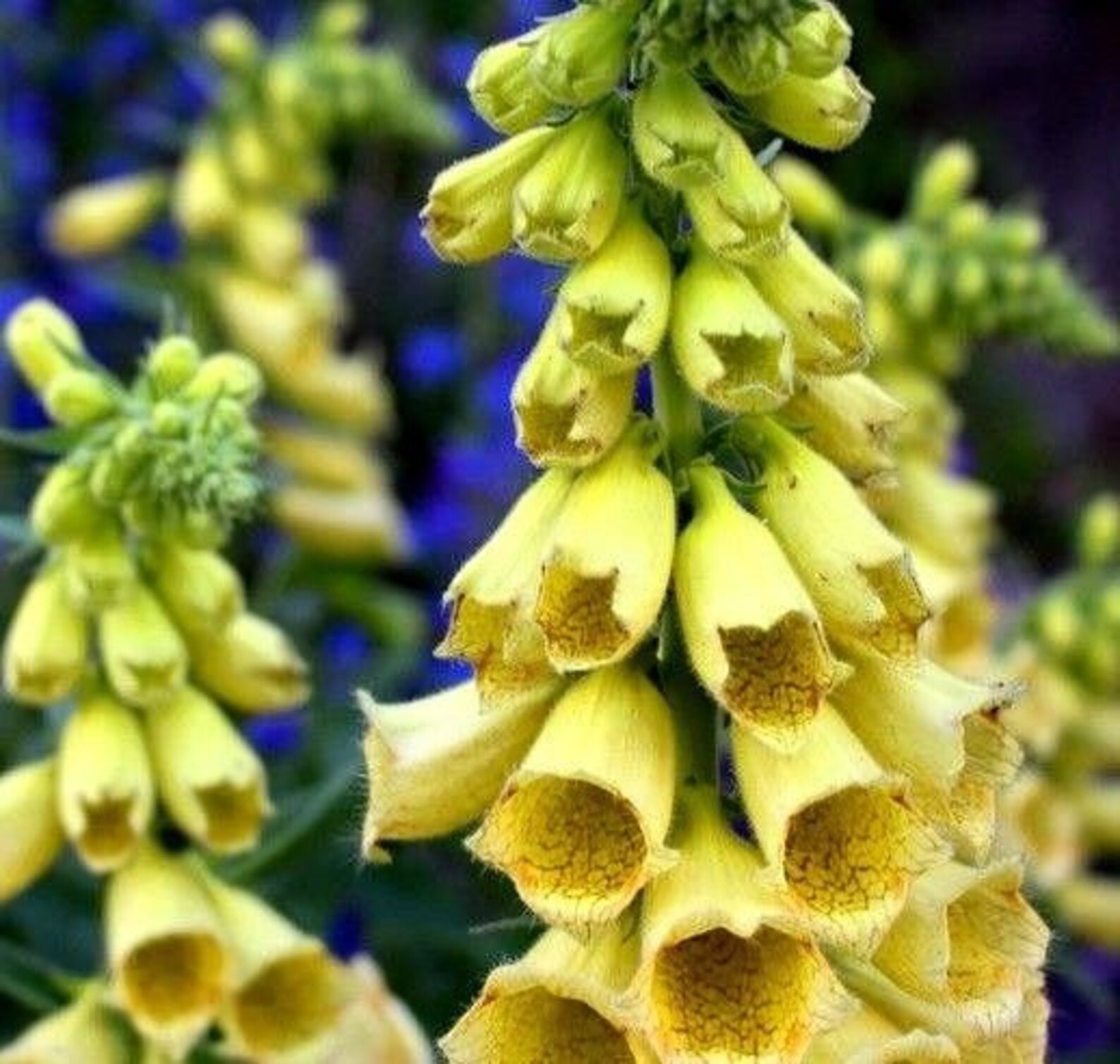 YELLOW FOXGLOVE Digitalis Grandiflora Ambigua Tall Perennial Etsy
