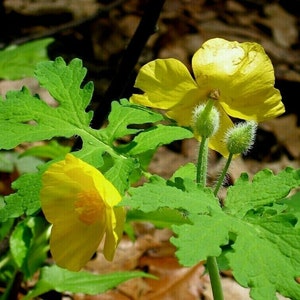 CELANDINE POPPY Stylophorum Diphyllum Wildflower Native Woodland Yellow 10 Seeds image 1