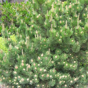 MUGO PINE Pinus Maghus Evergreen Dwarf Tree Coniferous Bonsai, 20 Seeds image 7