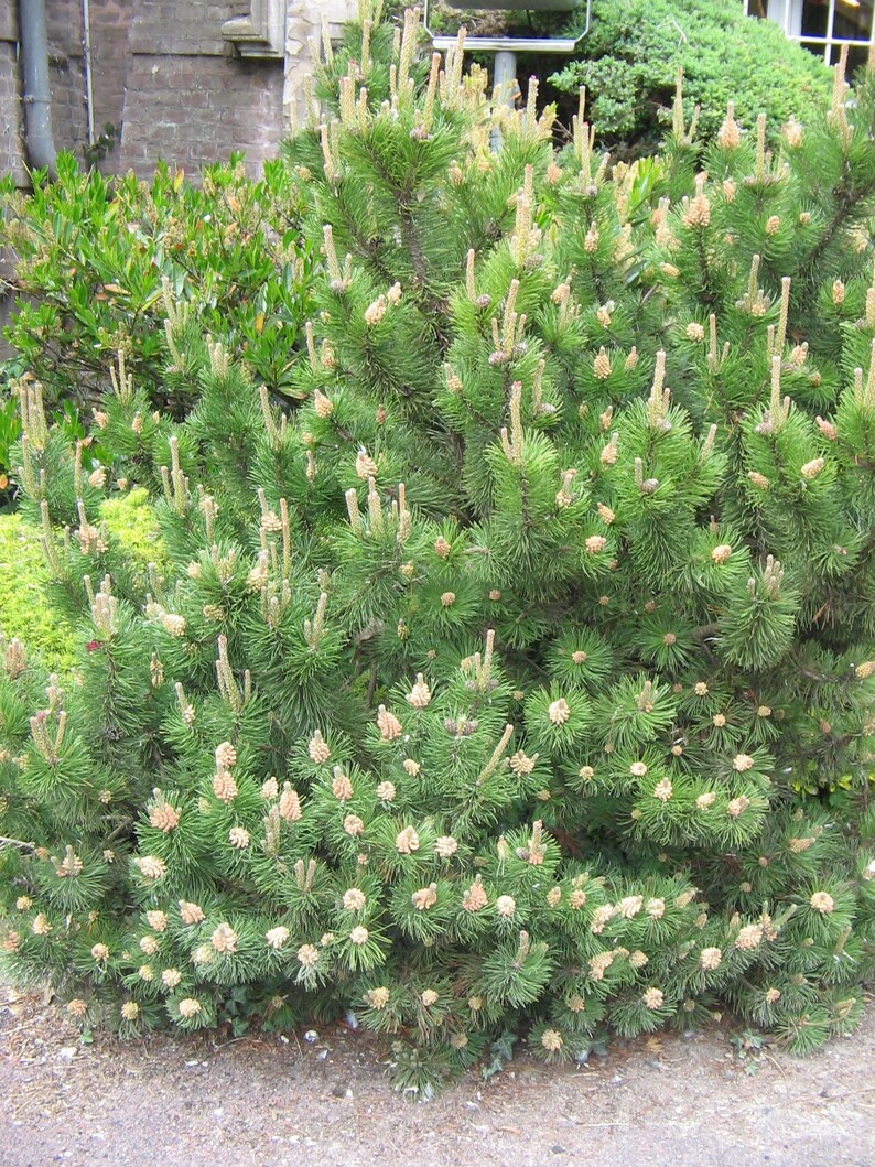 MUGO PINE Pinus Maghus Evergreen Dwarf Tree Coniferous Bonsai, 20 Seeds image 7