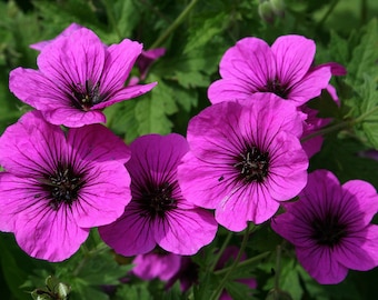 RED PERENNIAL GERANIUM Psilostemon Dark Eye Flowers 3 Seeds