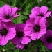 see more listings in the Perennials section