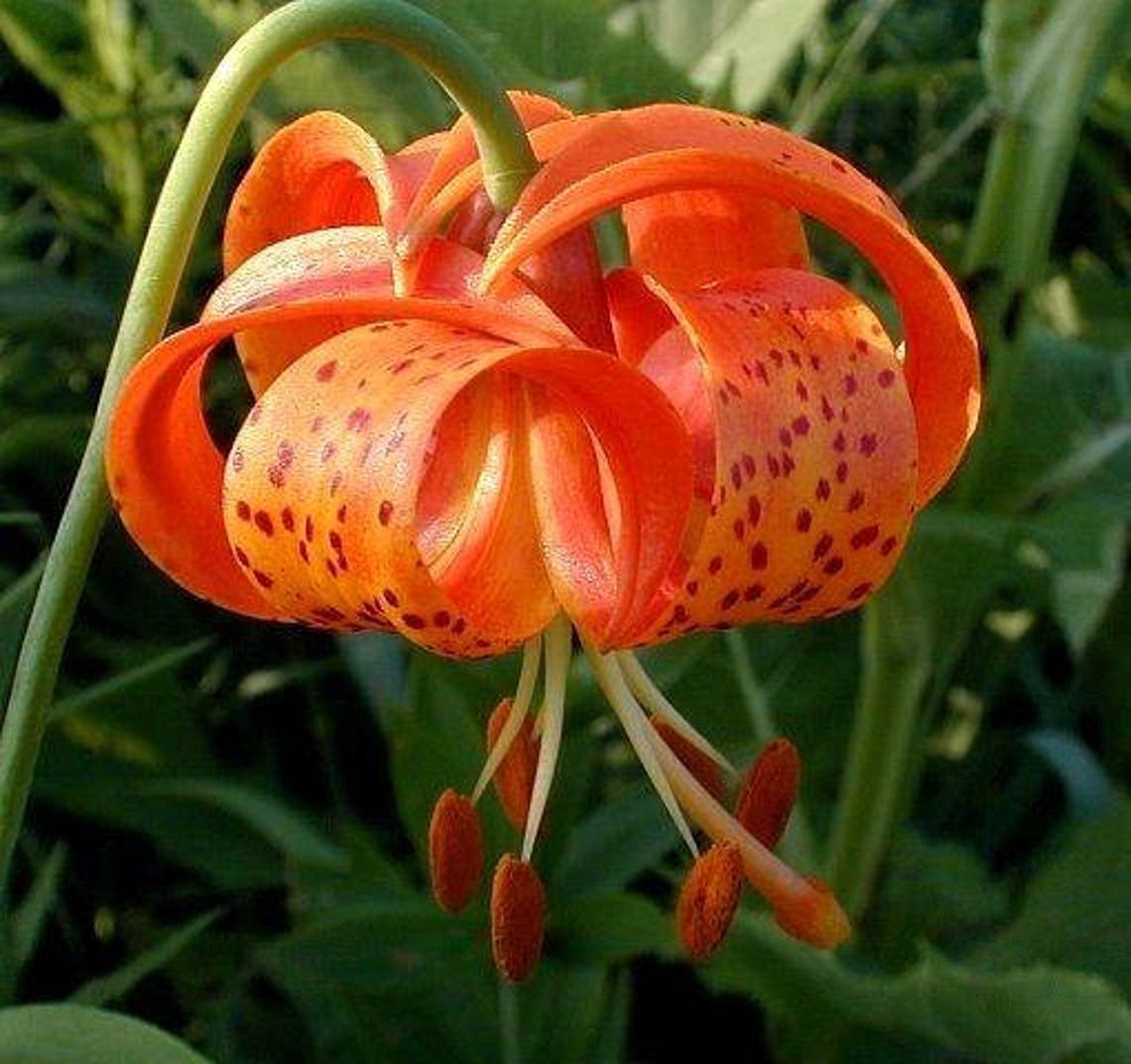 MICHIGAN LILY Lilium Michiganense Turk's Cap Lily Red Etsy UK