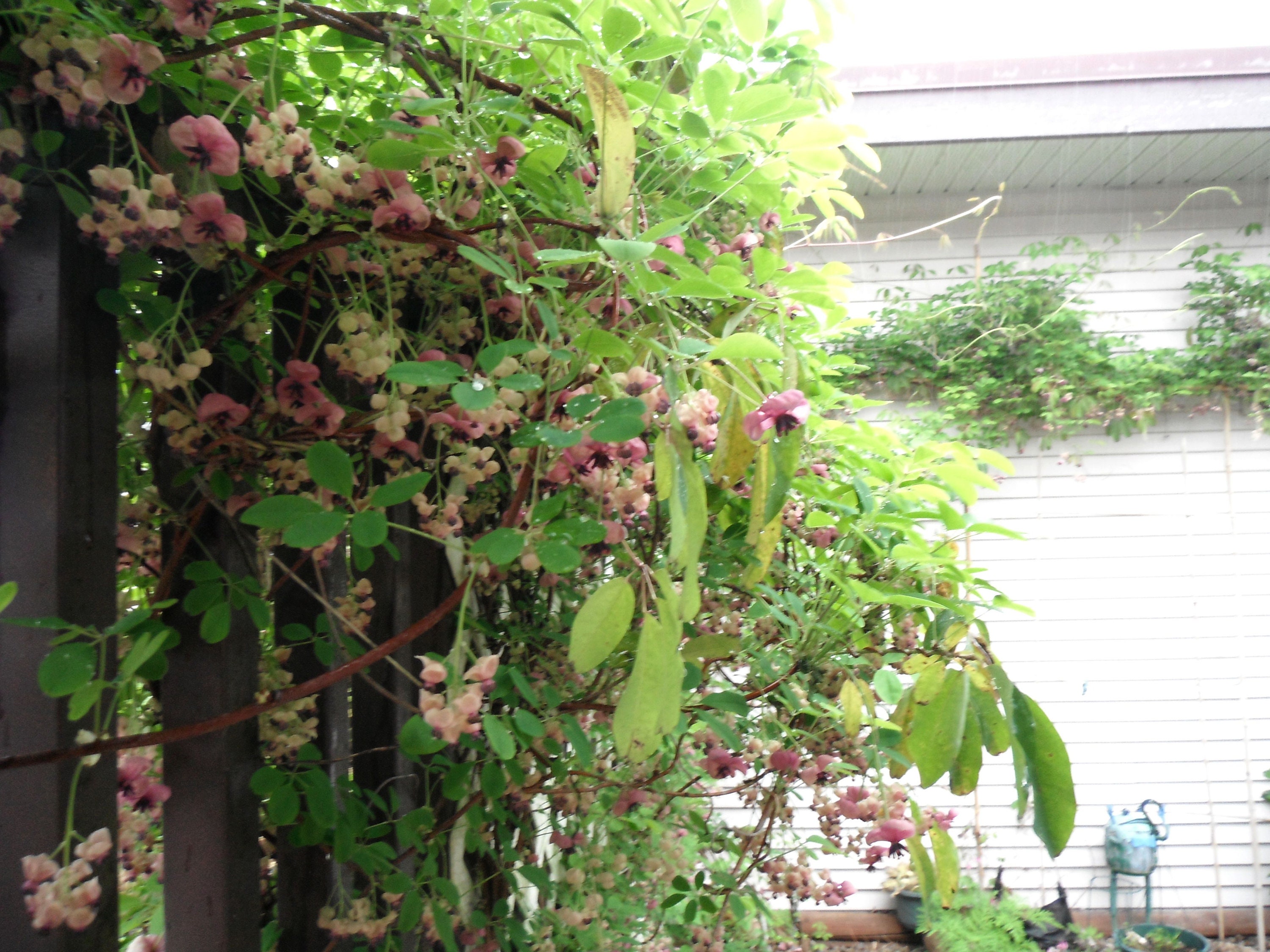 Seed Chocolate wine 10 Akebia Seeds Quinata Rosea Akebie Five sheets of