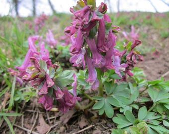 FUMEWORT Corydalis solida Perennial, 50 Seeds
