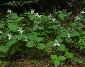 WESTERN COAST TRILLIUM Ovatum Tall Wildflower Native Woodland Shade Perennial Hardy 3 Seeds