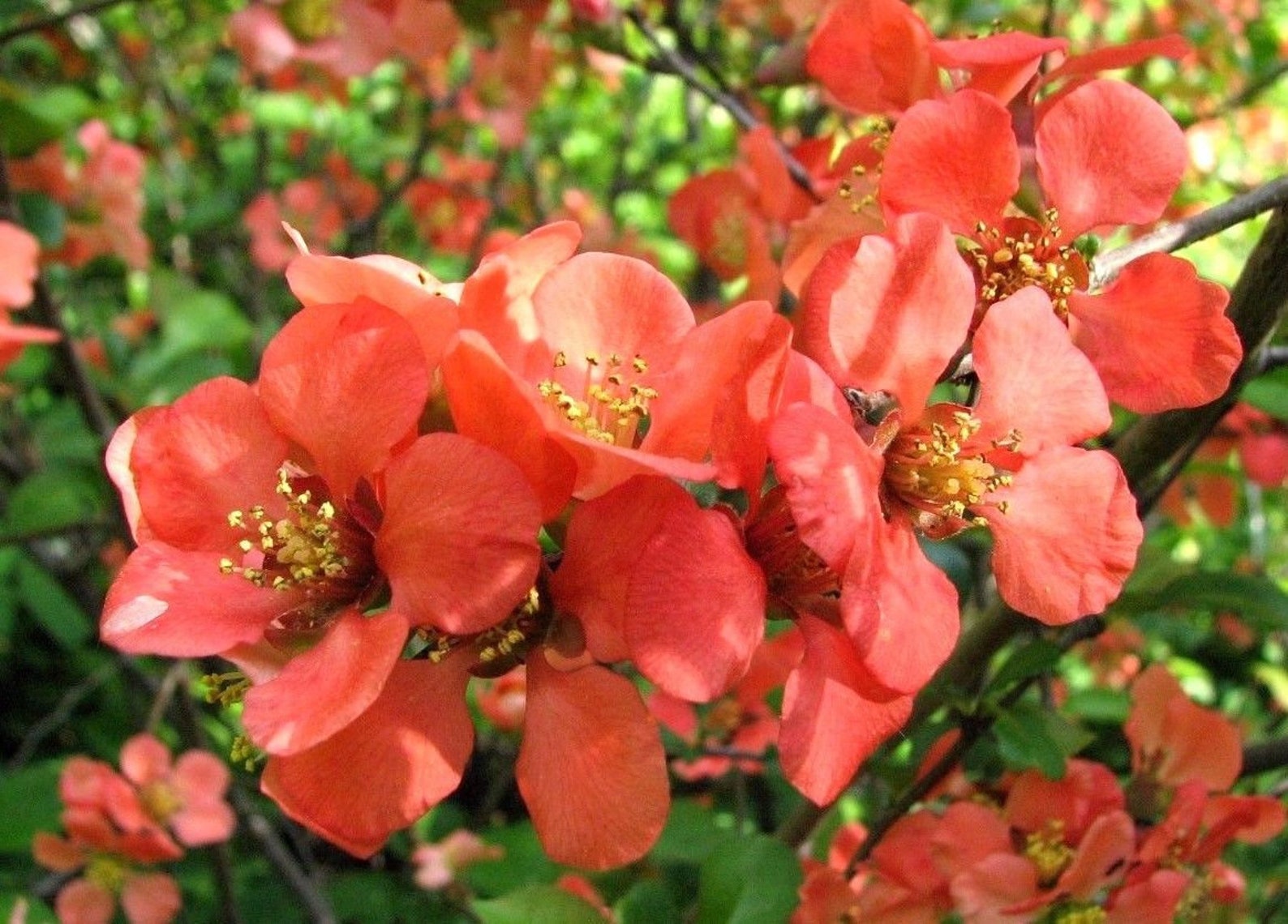 JAPANESE QUINCE Chaemoneles Japonica Pretty Flowering Shrub Etsy