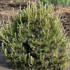 MUGO PINE Pinus Maghus Evergreen Dwarf Tree Coniferous Bonsai, 20 Seeds image 8