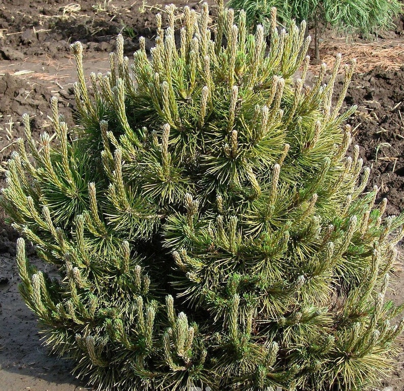 MUGO PINE Pinus Maghus Evergreen Dwarf Tree Coniferous Bonsai, 20 Seeds image 8