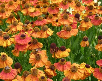 SNEEZEWEED MIX Helenium Autumnale Wildflower Hardy Perennial 30 Seeds